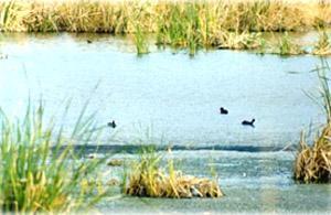 La palude di Sa Masapronta per la bonifica