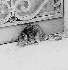 Ecco la mappa della «città delle pantegane»