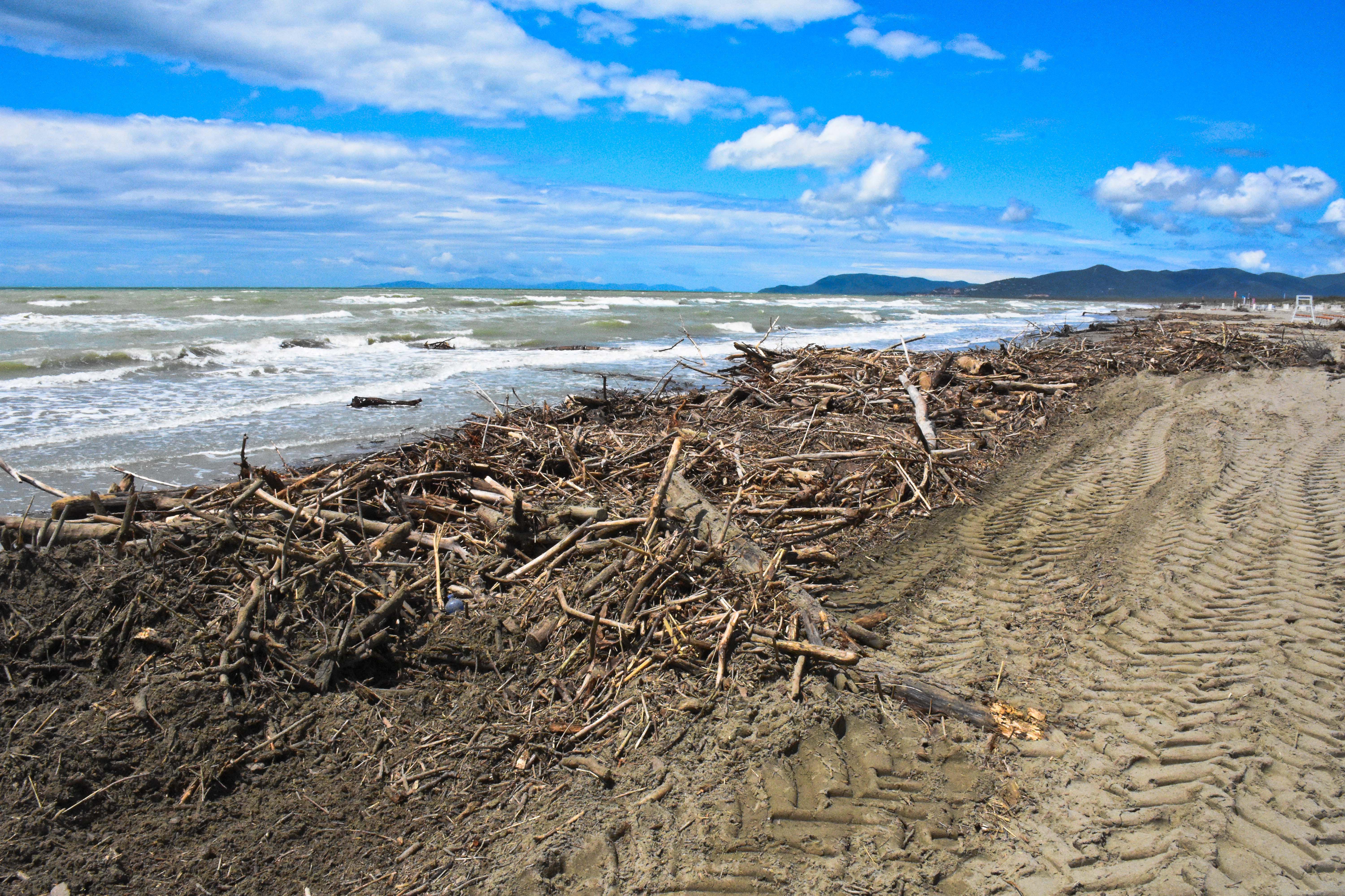 I tronchi a Marina di Grosseto (foto Bf)