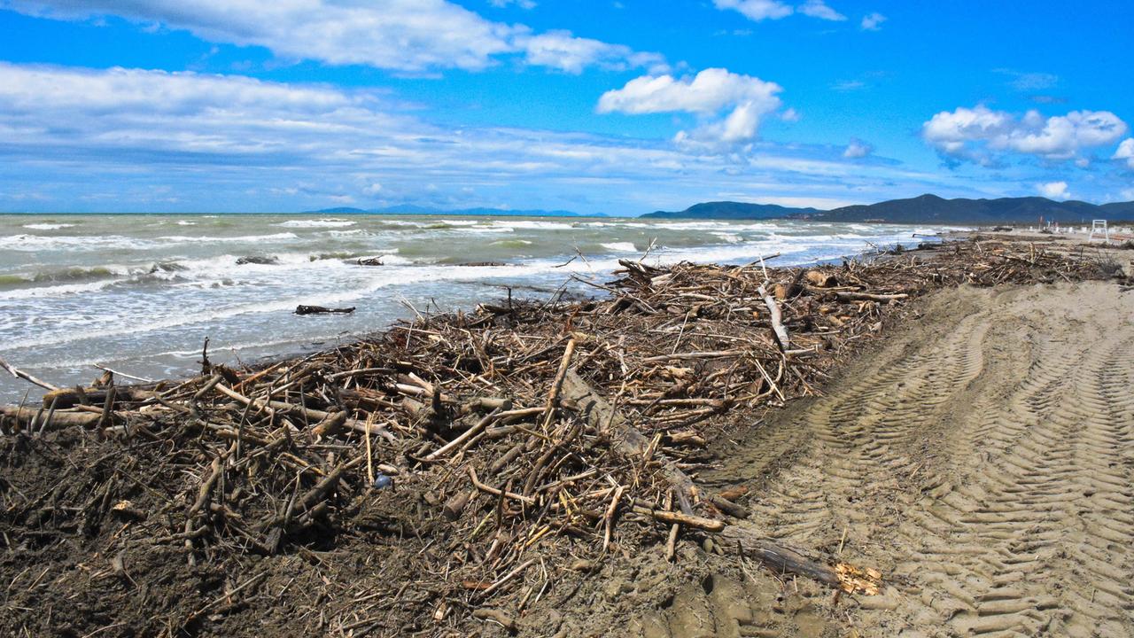 I tronchi a Marina di Grosseto (foto Bf)