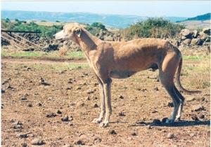 Sos per i levrieri sardi a rischio estinzione