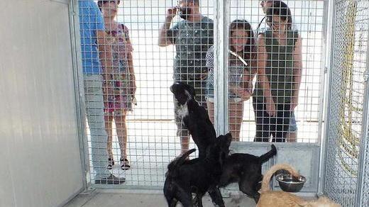Canile comunale per la gestione c’è una sola offerta