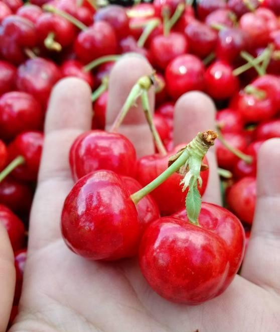 Nel verde della Valdera con le deliziose ciliegie