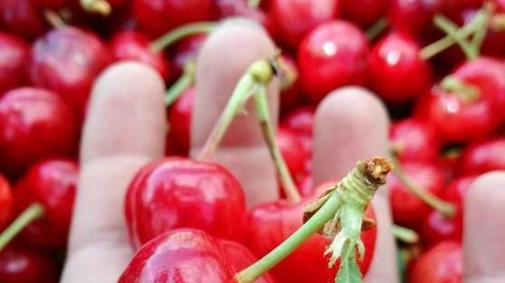 Nel verde della Valdera con le deliziose ciliegie