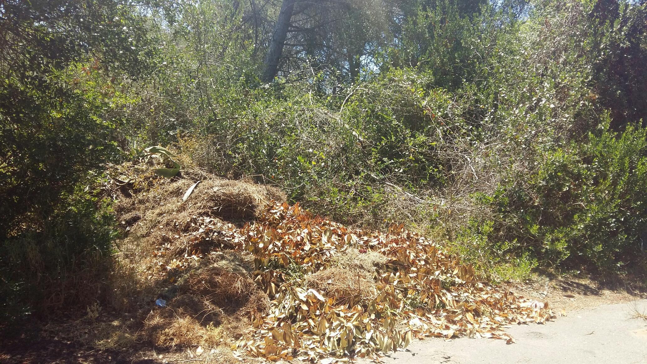 Sfalci e aghi di pino