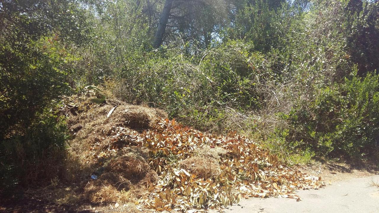 Sfalci e aghi di pino