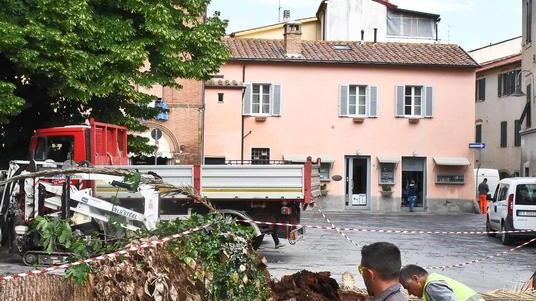 «Vogliamo un’altra palma» Petizione al via, già 100 firme