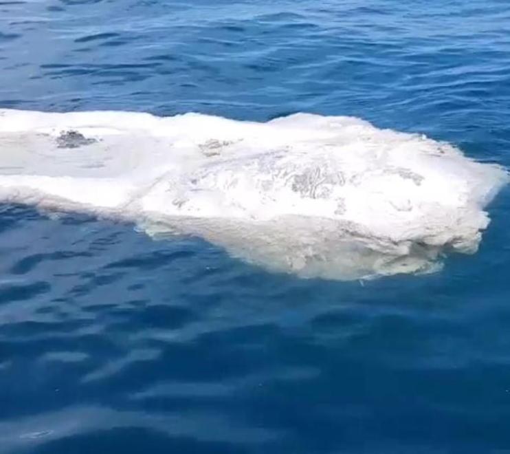 Il capodoglio spiaggiato aspettava lo smaltimento Il mare se l’è riportato via