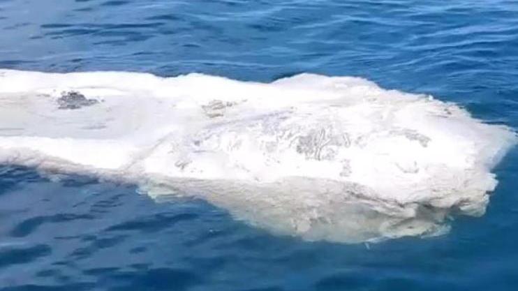 Il capodoglio spiaggiato aspettava lo smaltimento Il mare se l’è riportato via