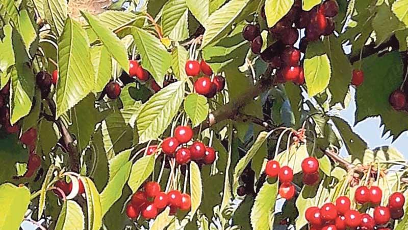 Ciliegie, maggio da dimenticare persi circa mille quintali 