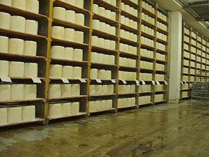 Il pecorino romano con 500 milioni di fatturato è la seconda voce economica della Sardegna