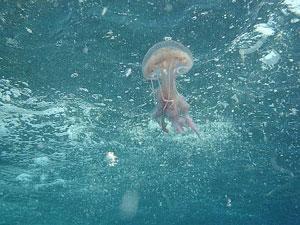 Punta da medusa, donna muore in spiaggia a Porto Tramatzu