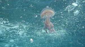 Punta da medusa, donna muore in spiaggia a Porto Tramatzu
