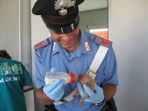 Uno dei cuccioli salvati dai carabinieri