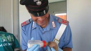 Uno dei cuccioli salvati dai carabinieri