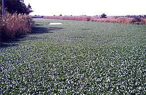 Giacinto d'acqua, l'alieno che minaccia di soffocare lo stagno di Cabras - FOTO