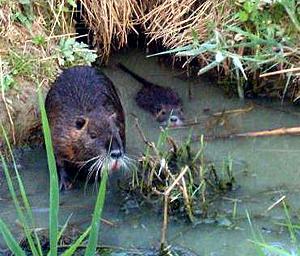 Dalle pellicce low cost alla minaccia ecologica: l'invasione delle nutrie