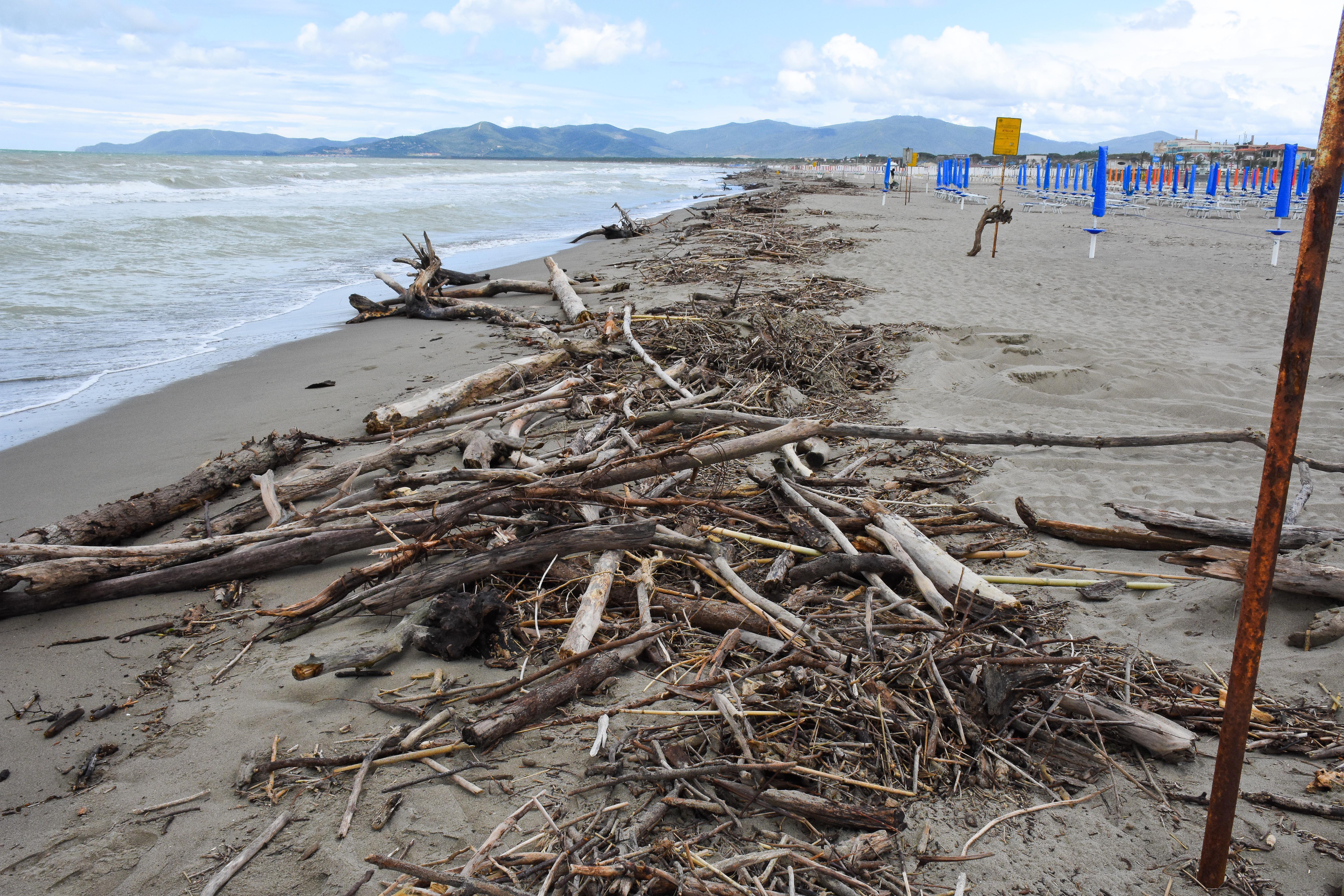 La spiaggia di Marina di Grosseto ricoperta dai tronchi nei giorni scorsi (foto Agenzia Bf)