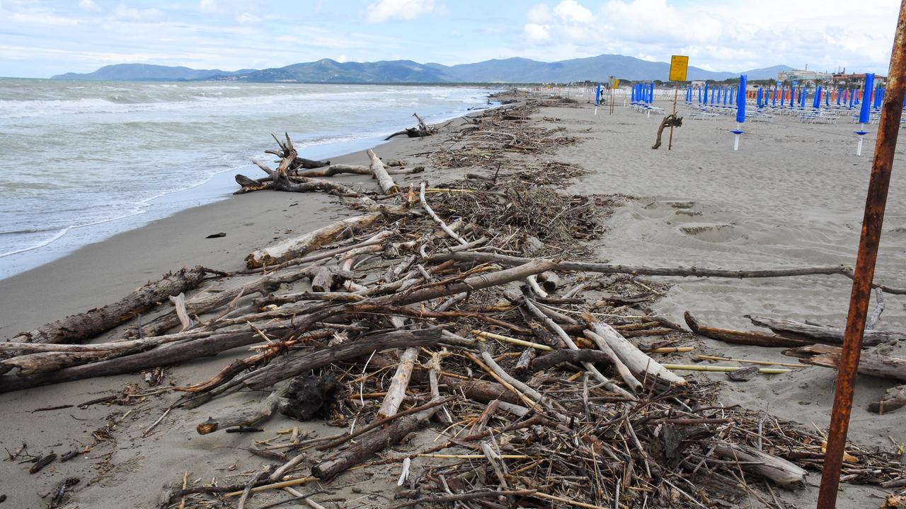 La spiaggia di Marina di Grosseto ricoperta dai tronchi nei giorni scorsi (foto Agenzia Bf)