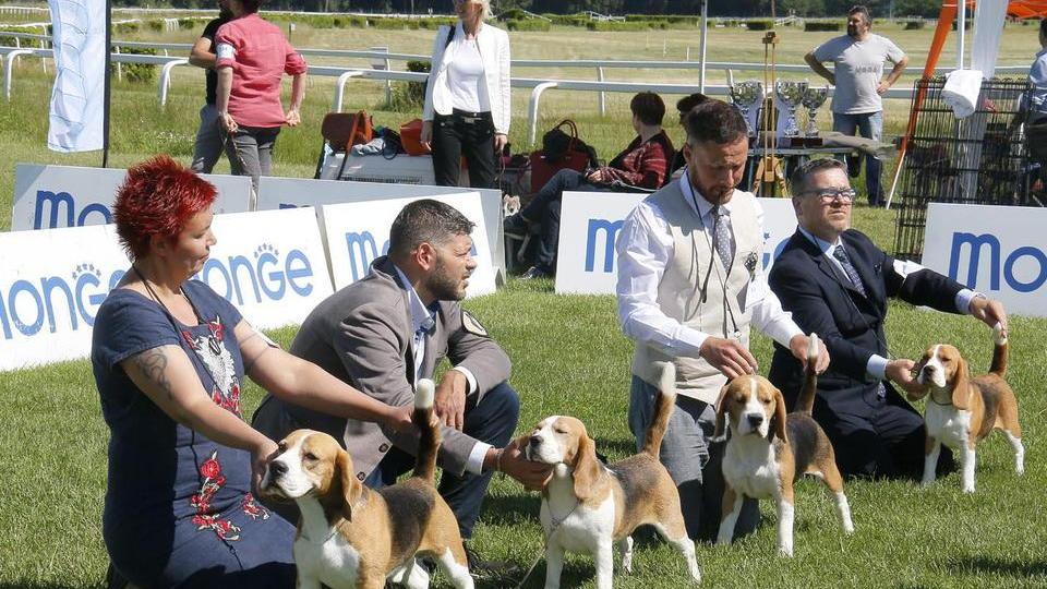 Expo internazionale canina oggi in concorso oltre 1.300 esemplari