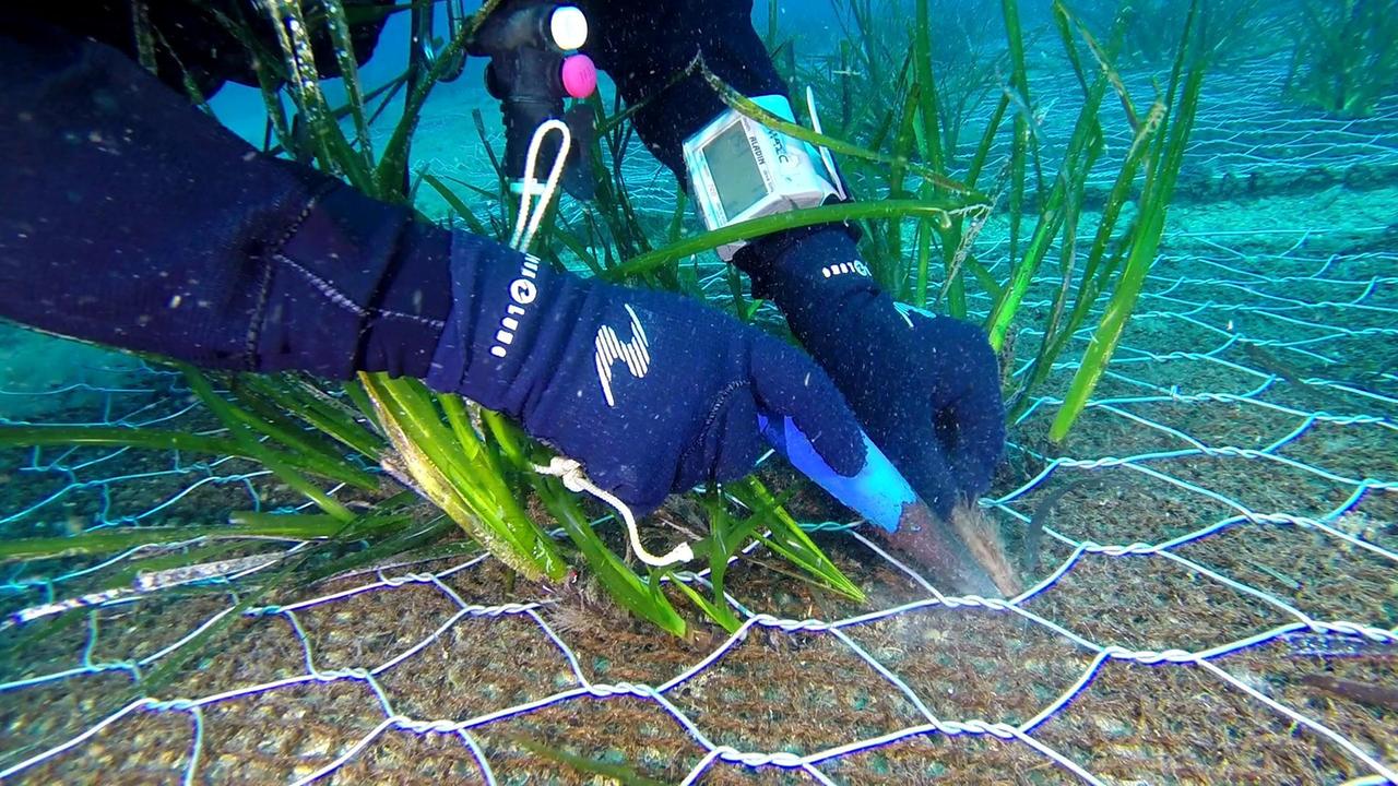 A Cavo si tenta il trapianto delle praterie di Posidonia