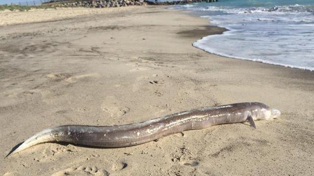 Incontri ravvicinati alle Spiagge Bianche di Vada