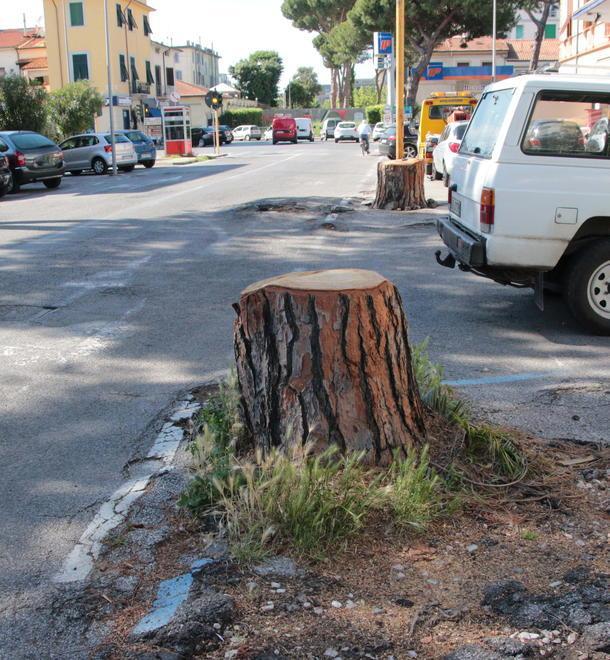 Radici pericolose, dal Comune stop a nuovi pini lungo le strade 