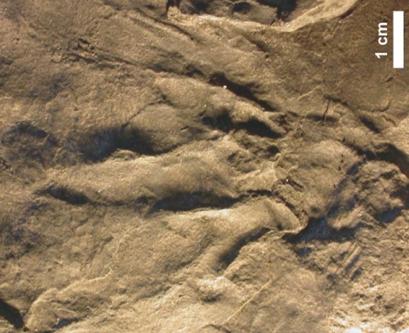 Quando i Monti Pisani erano il paradiso dei dinosauri