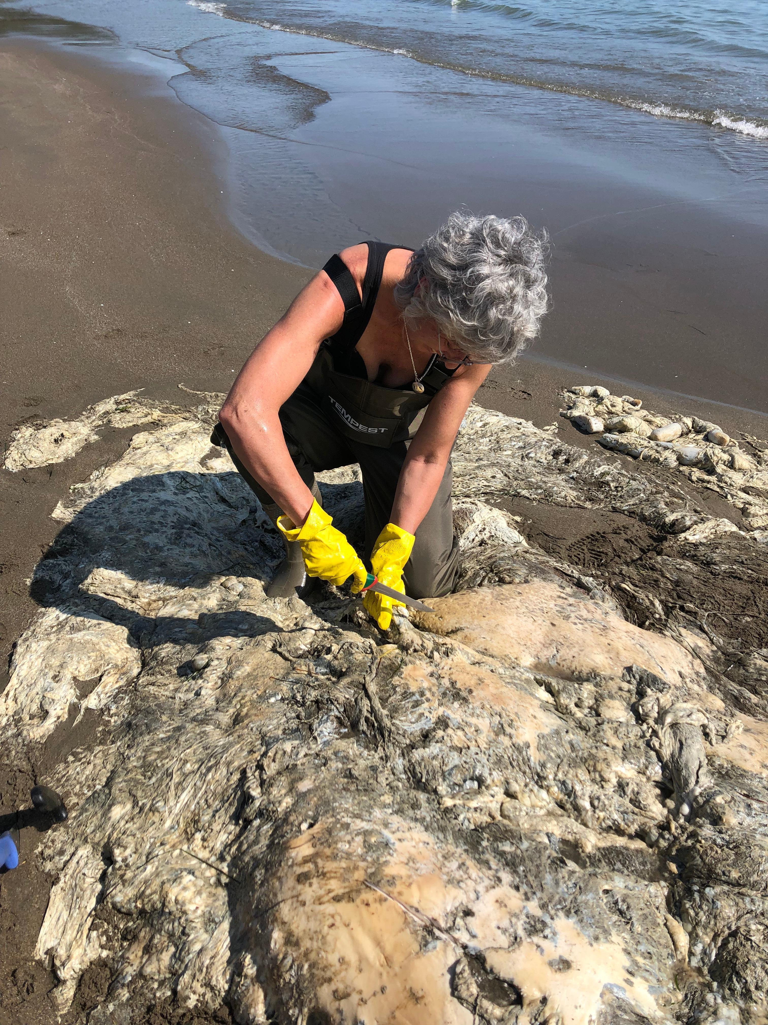 La carcassa del capodoglio ricompare sulla spiaggia 