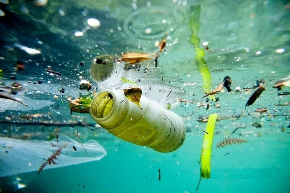 L'allarme di Greenpeace: "Una zuppa di plastica nel santuario dei cetacei" - Video