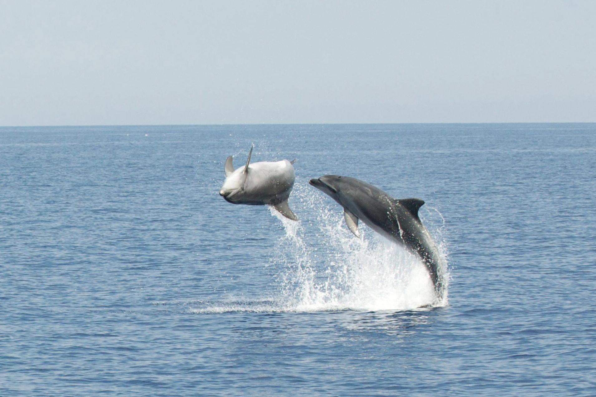 I biologi marini in catamarano amici dei delfini: «Quei rifiuti sono killer. Li mangiano e muoiono» 