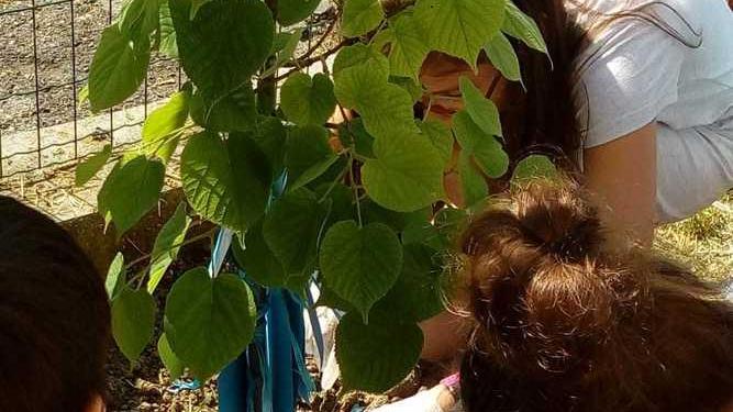Reggio Emilia: un tiglio per ricordare Emili, la bimba morta sullo slittino