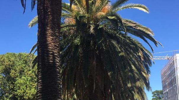 Foglie secche da potare e parecchi abbattimenti