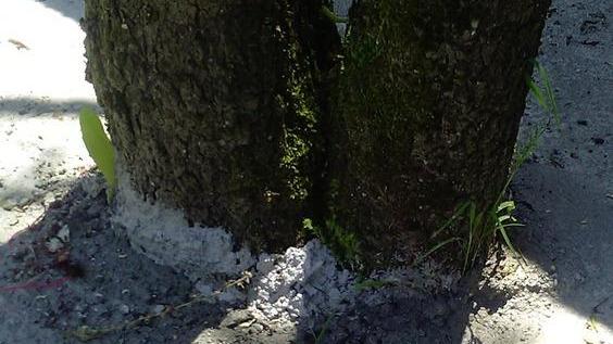 Cementati anche gli alberi
