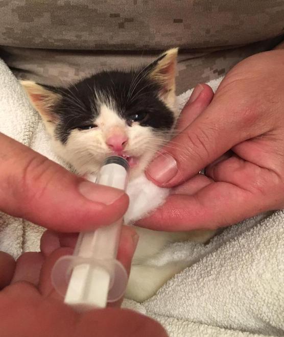 Il carabiniere che dà da mangiare alla gattina
