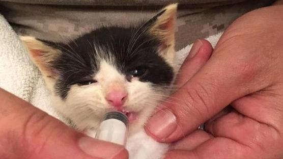 Il carabiniere che dà da mangiare alla gattina