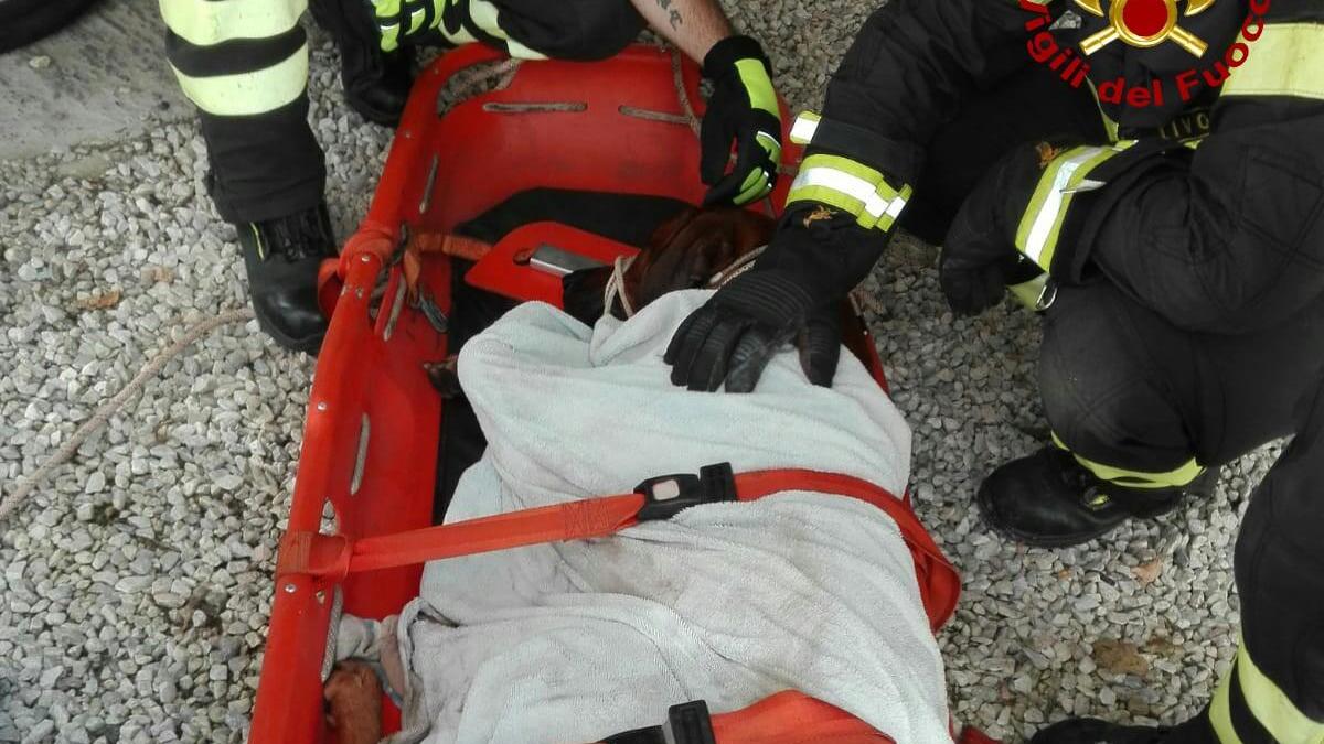 Il cane soccorso