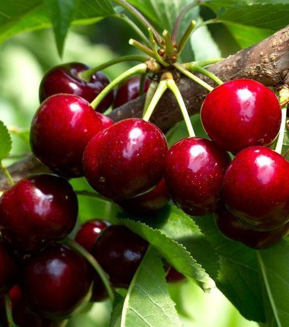 Rossa, rotonda, deliziosa: la ciliegia è la regina in giro per tutta la Toscana 