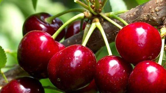 Rossa, rotonda, deliziosa: la ciliegia è la regina in giro per tutta la Toscana