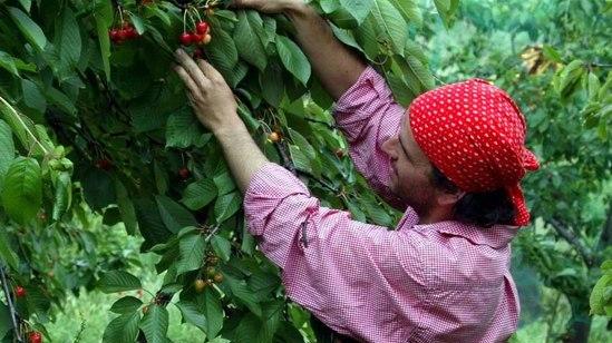 Ciliegie: produzione ko Interviene la Regione