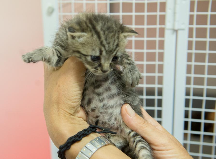 Porte aperte all’oasi felina e al canile dell’Enpa