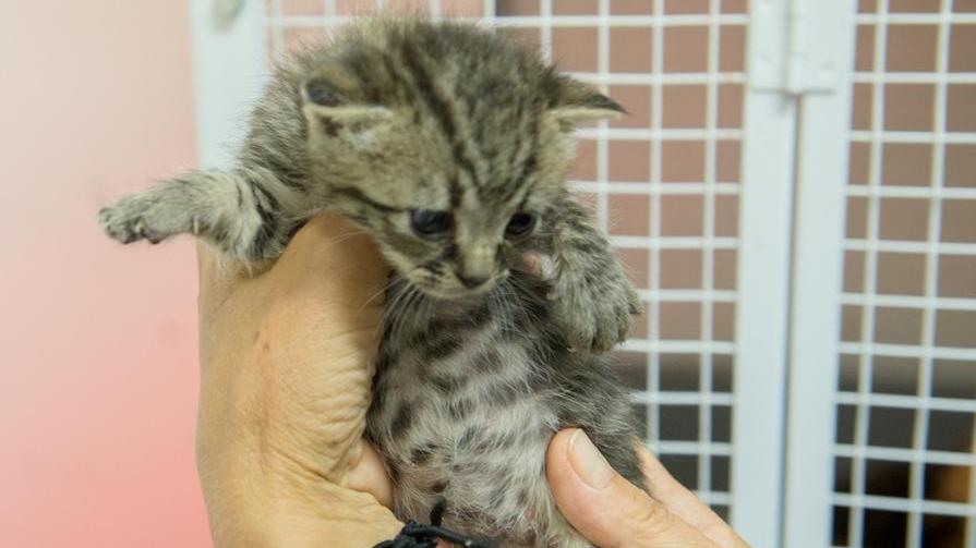 Porte aperte all’oasi felina e al canile dell’Enpa