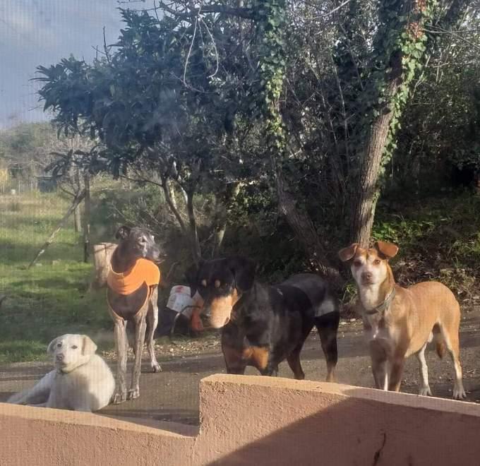 Tre dei cani uccisi, quello bianco si è salvato
