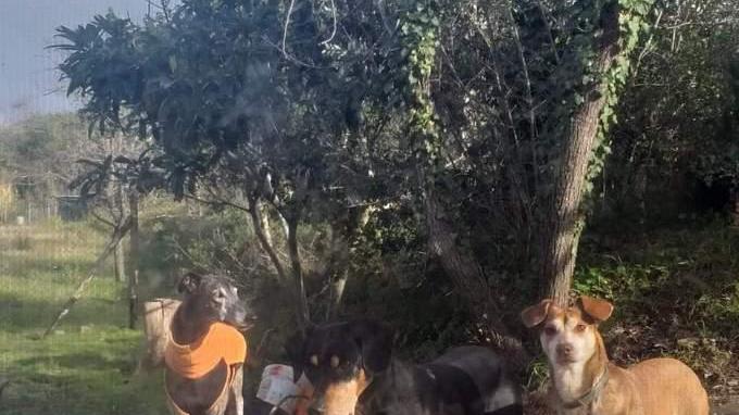 Tre dei cani uccisi, quello bianco si è salvato