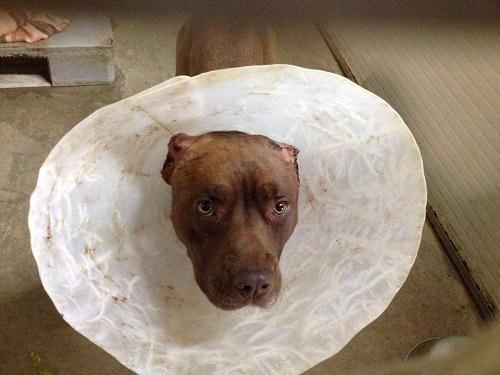Starker poco dopo l’intervento chirurgico a cui fu sottoposto dal veterinario
