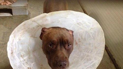 Starker poco dopo l’intervento chirurgico a cui fu sottoposto dal veterinario