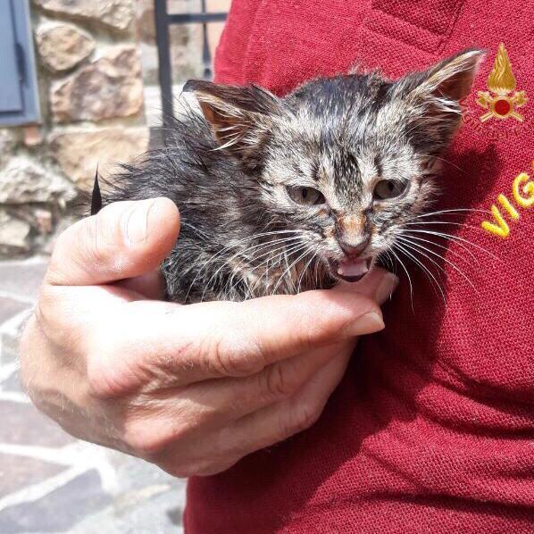 Il gattino salvato dai vigili del fuoco a Chianni
