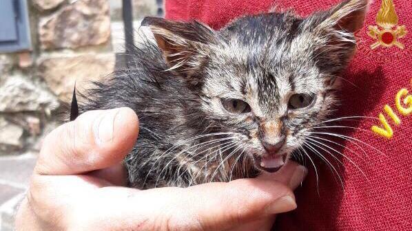 Il gattino salvato dai vigili del fuoco a Chianni