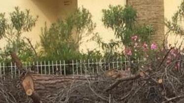 «No all’abbattimento degli alberi per lasciare spazio al cemento»