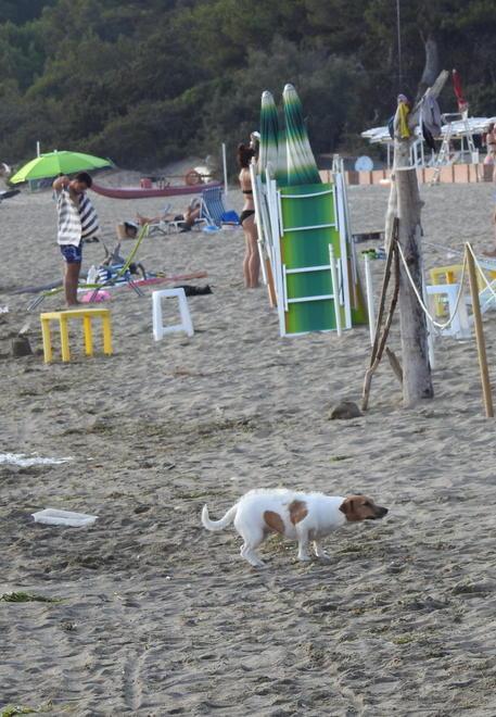 Spiagge a misura di cane Ecco tutte le bau beach